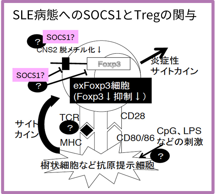 SLE病態へのSOCS1とTregの関与