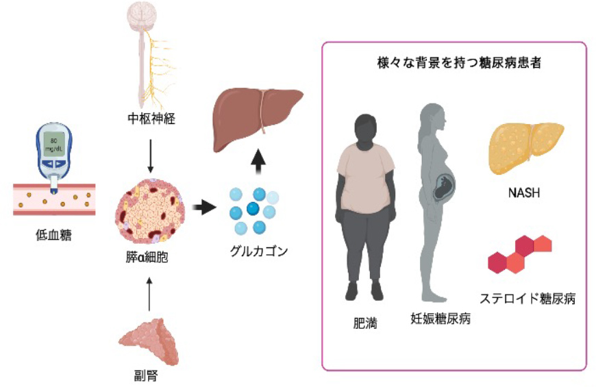 バイアグラは片頭痛を引き起こす可能性があります