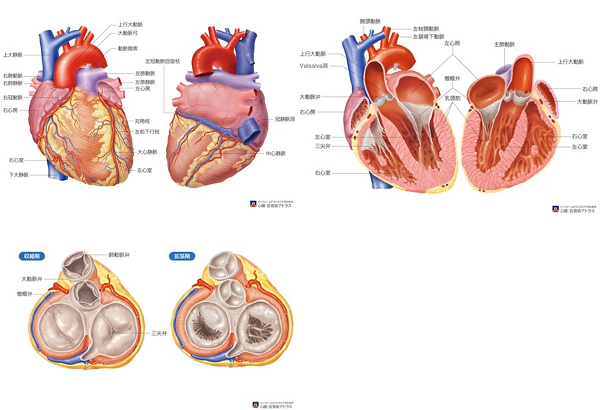 心臓の内部構造（出典