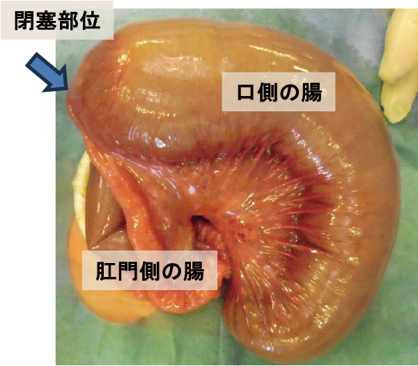 閉塞部位
