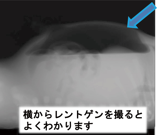 横からレントゲンを撮ると よくわかります