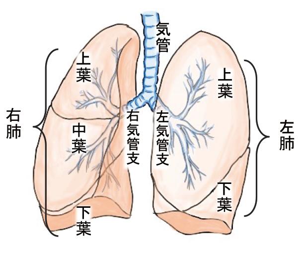 呼吸に関わる臓器