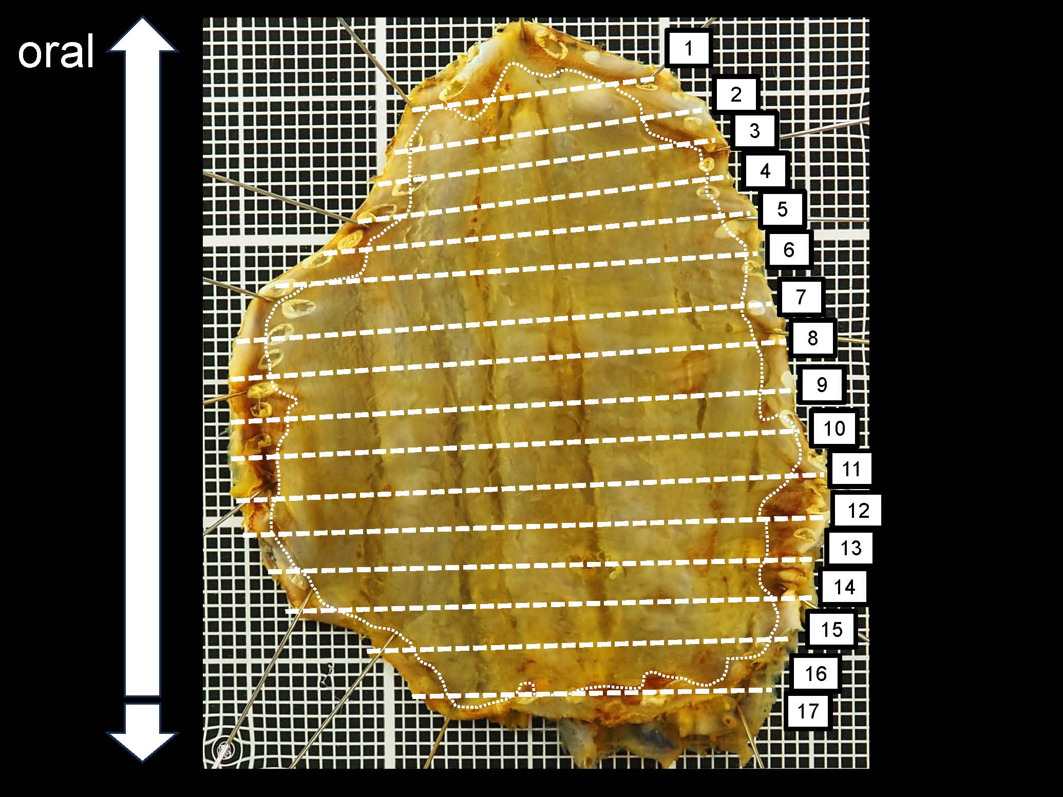 食道046
