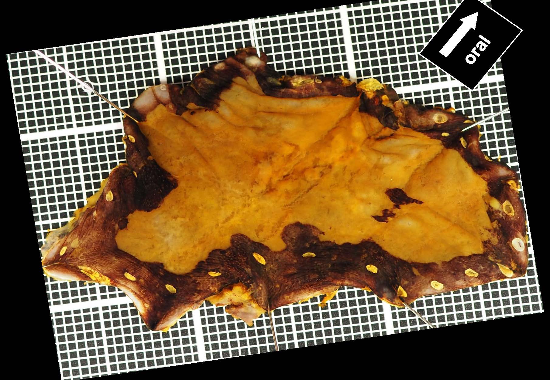 食道020