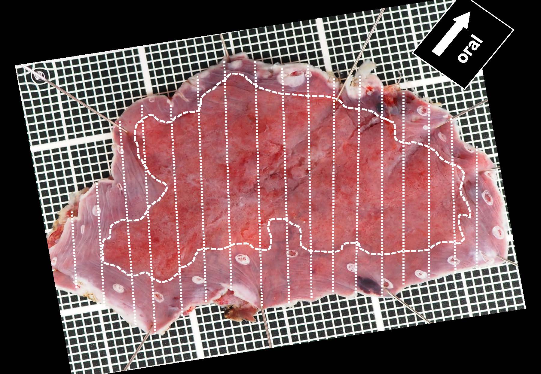 食道026