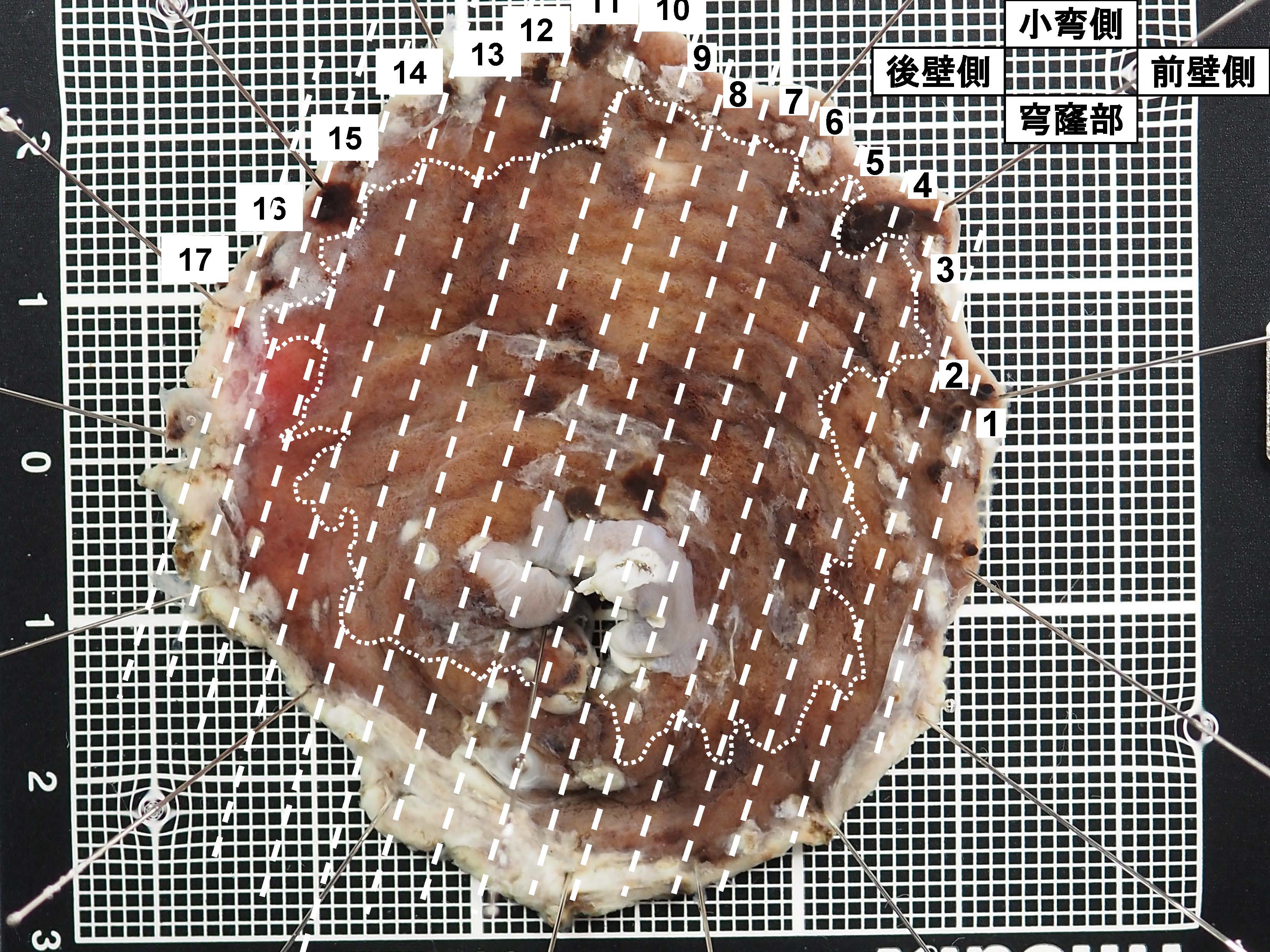 胃048