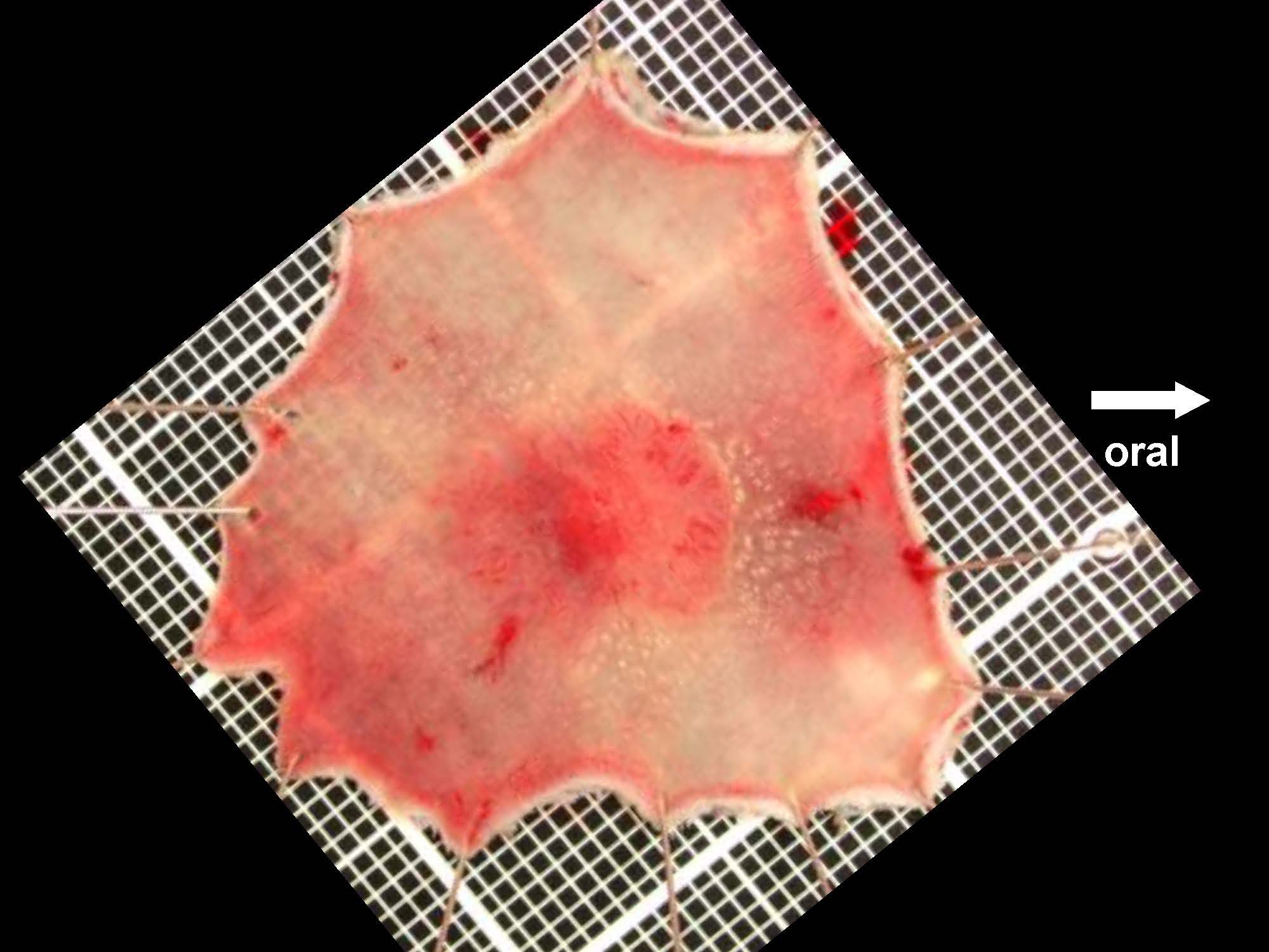 大腸050