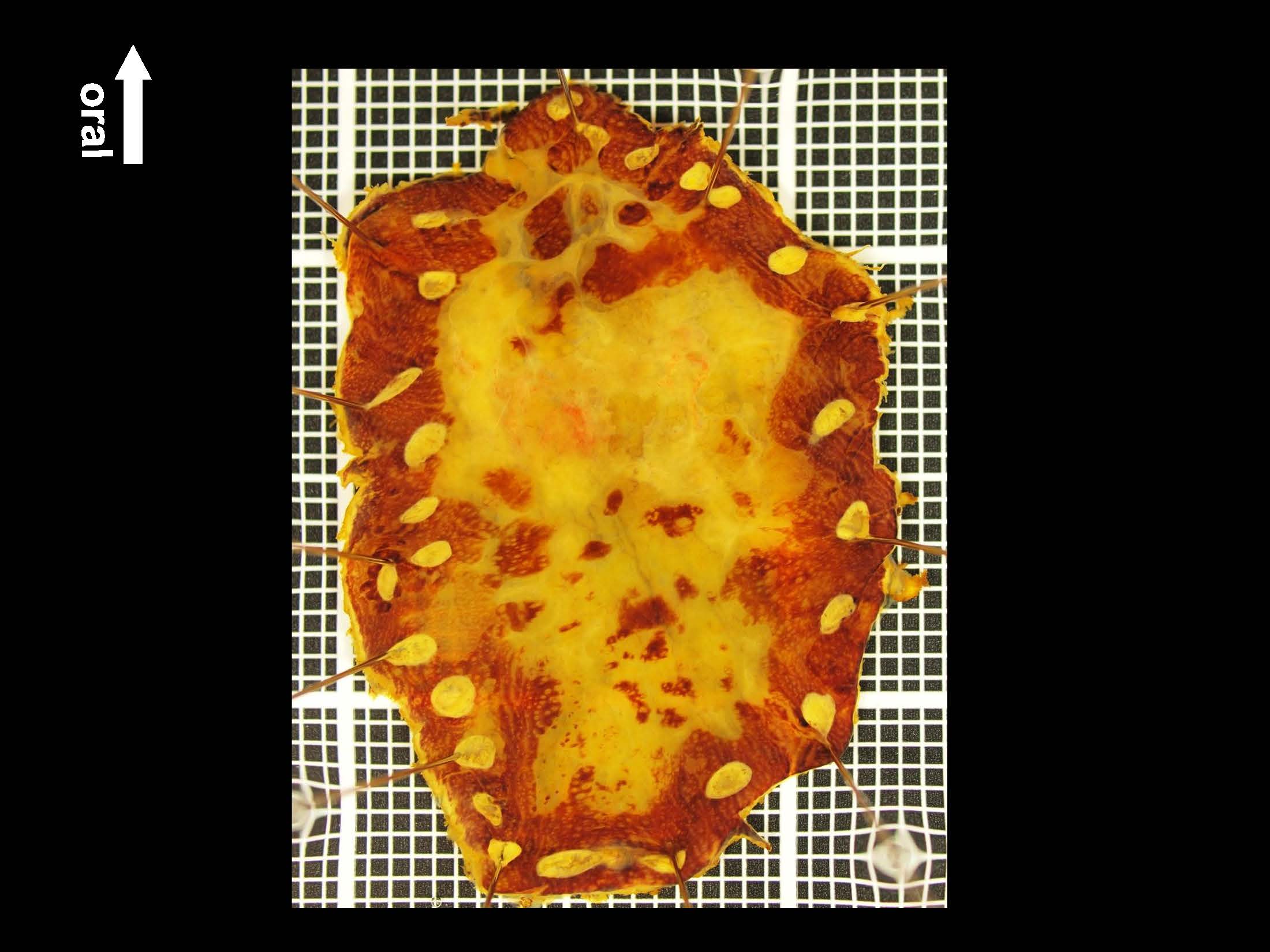 食道024