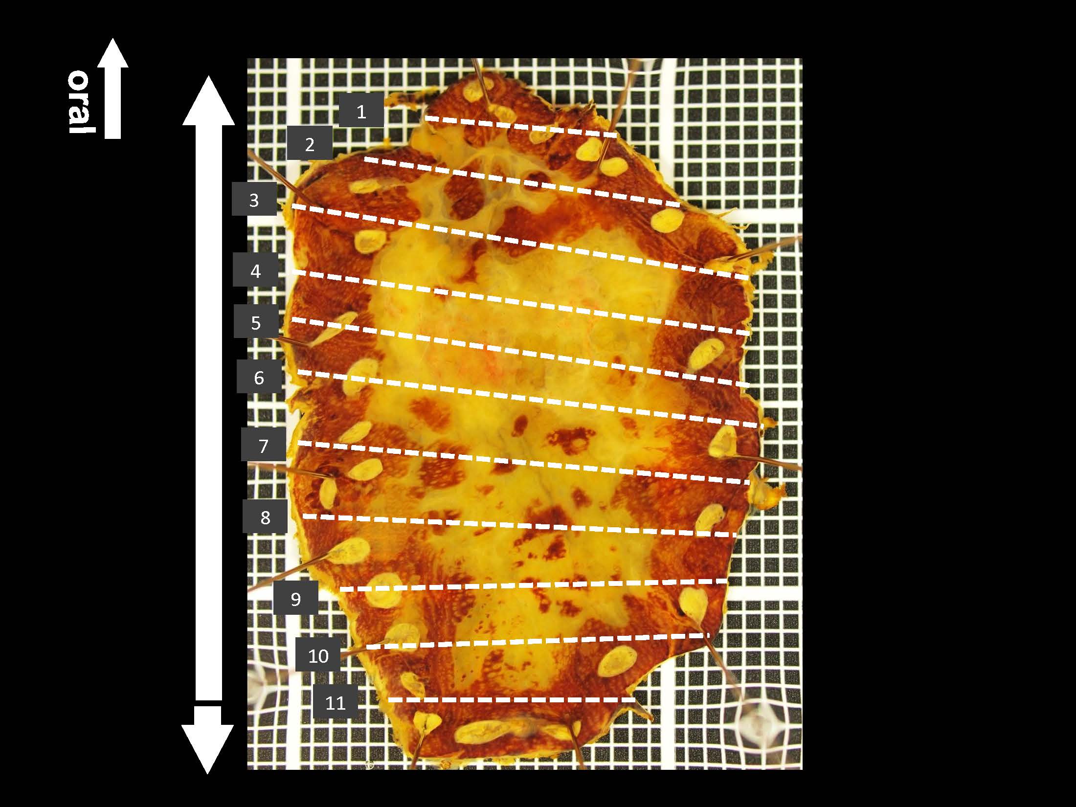 食道028