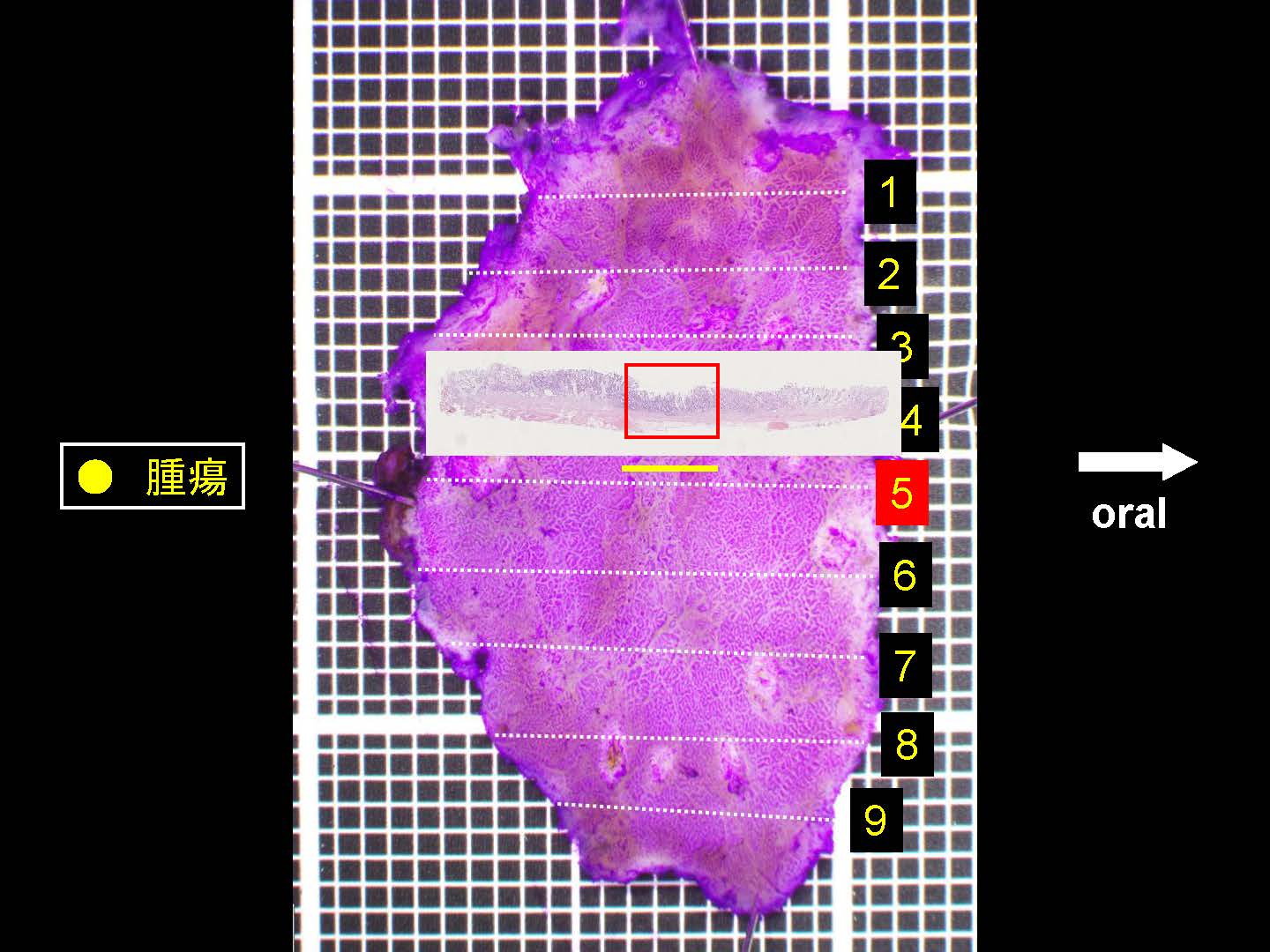 胃048