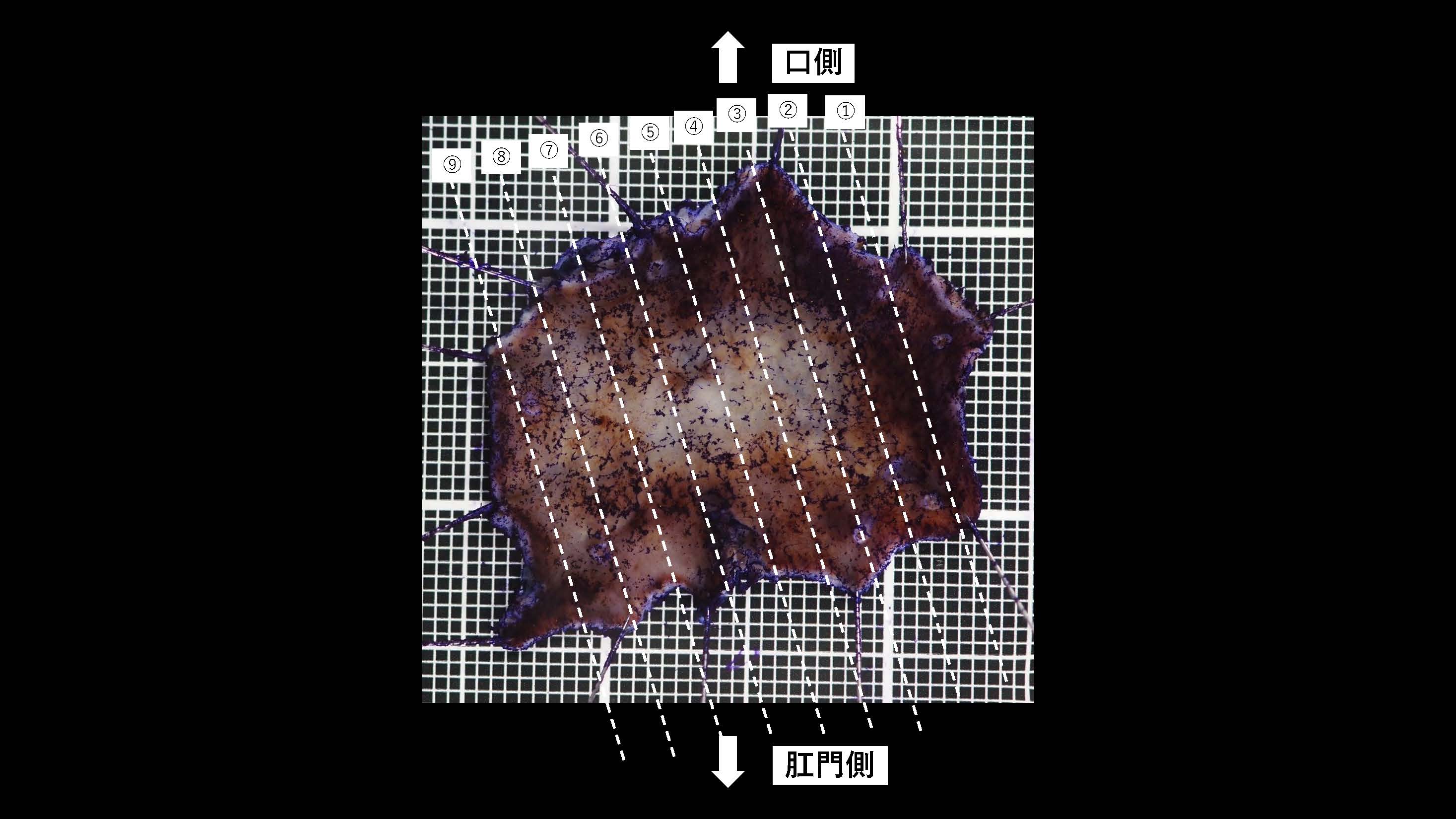 胃027